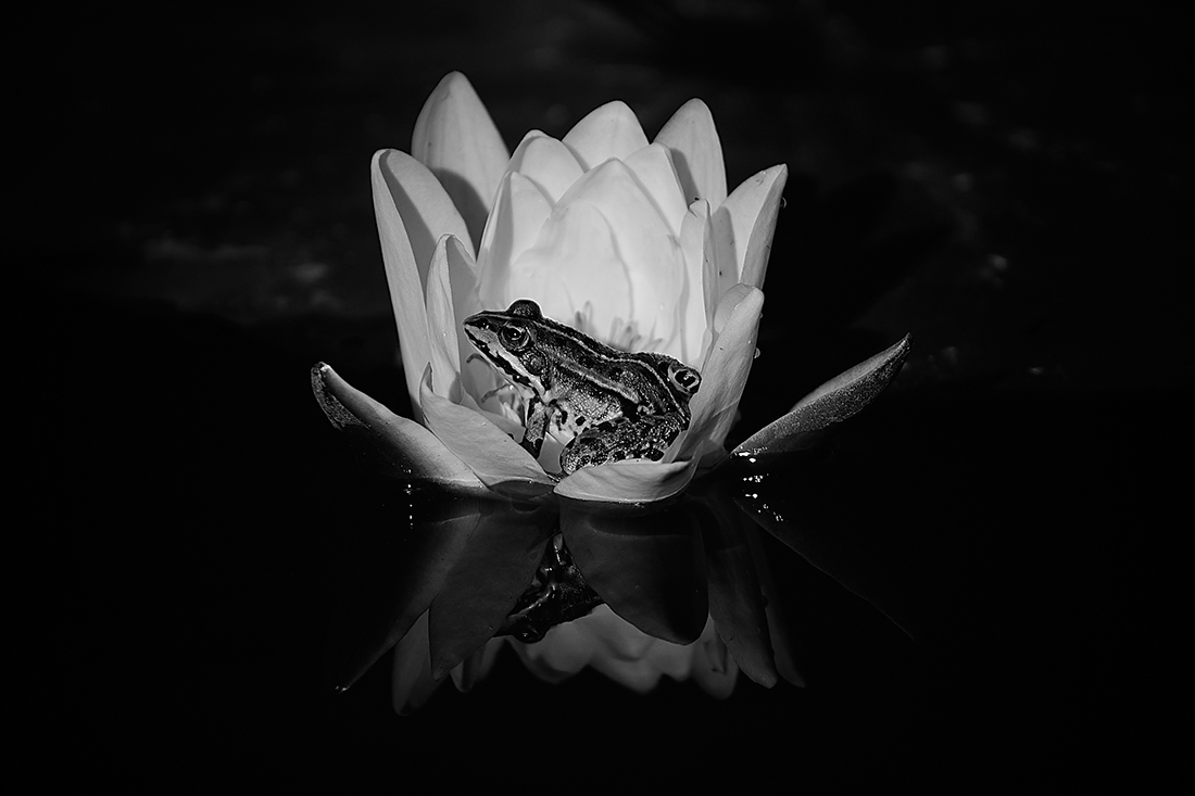 Frog’s House
