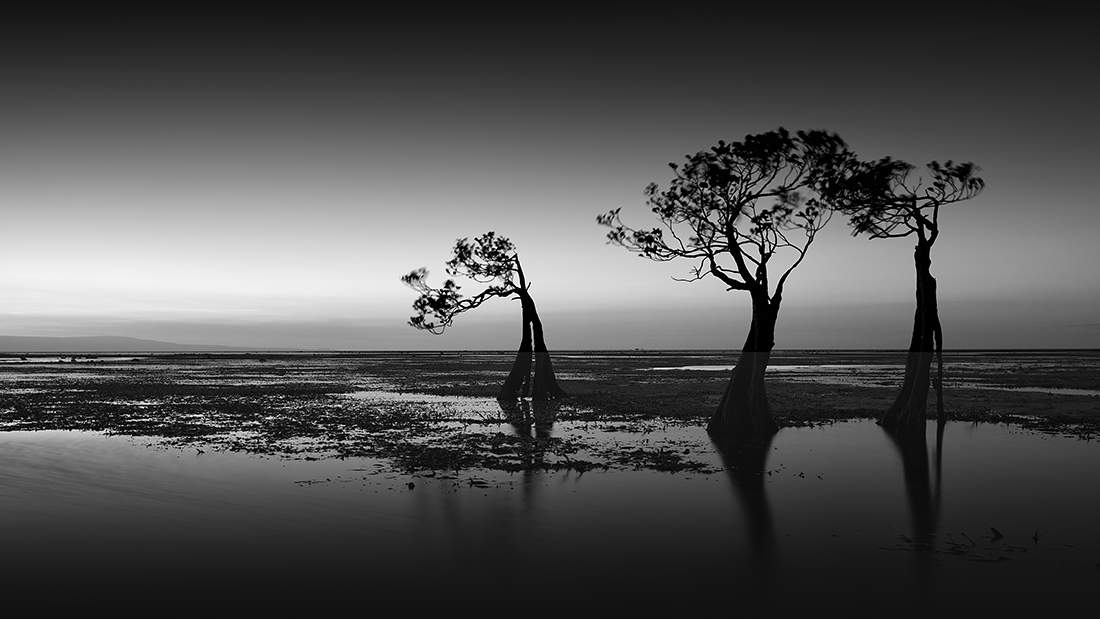 Dancing Trees - sunset till sunrise 