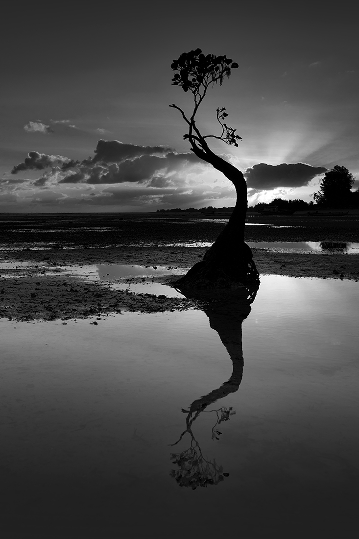 Dancing Trees - sunset till sunrise 