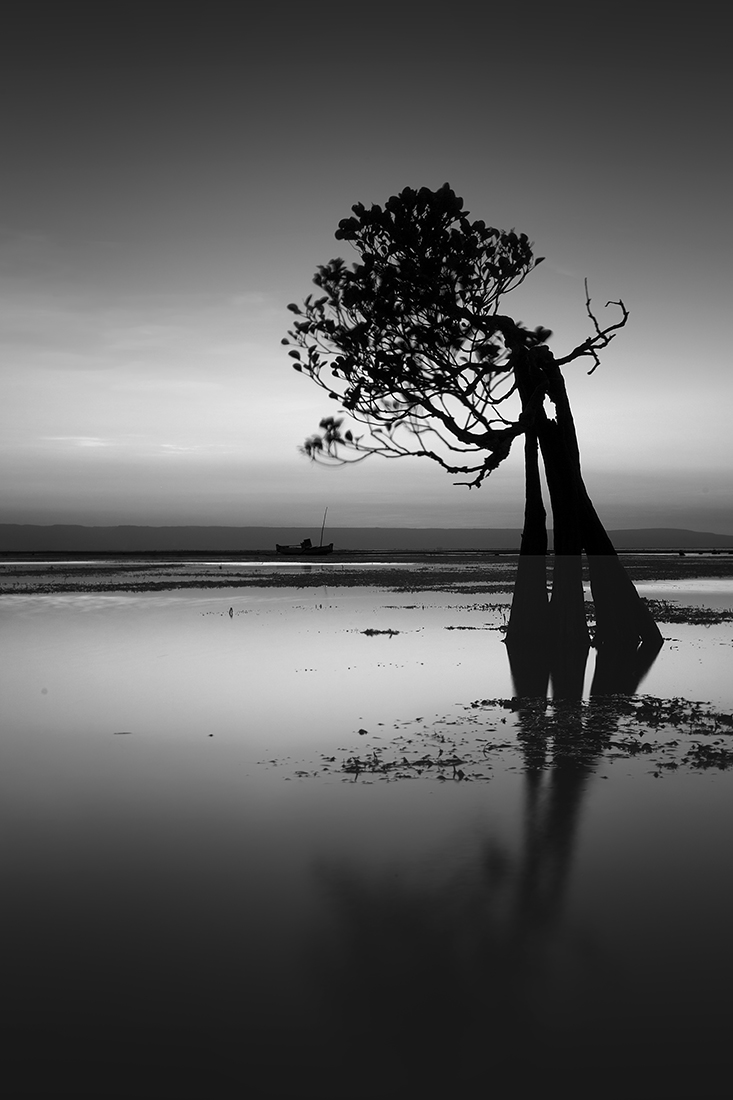 Dancing Trees - sunset till sunrise 