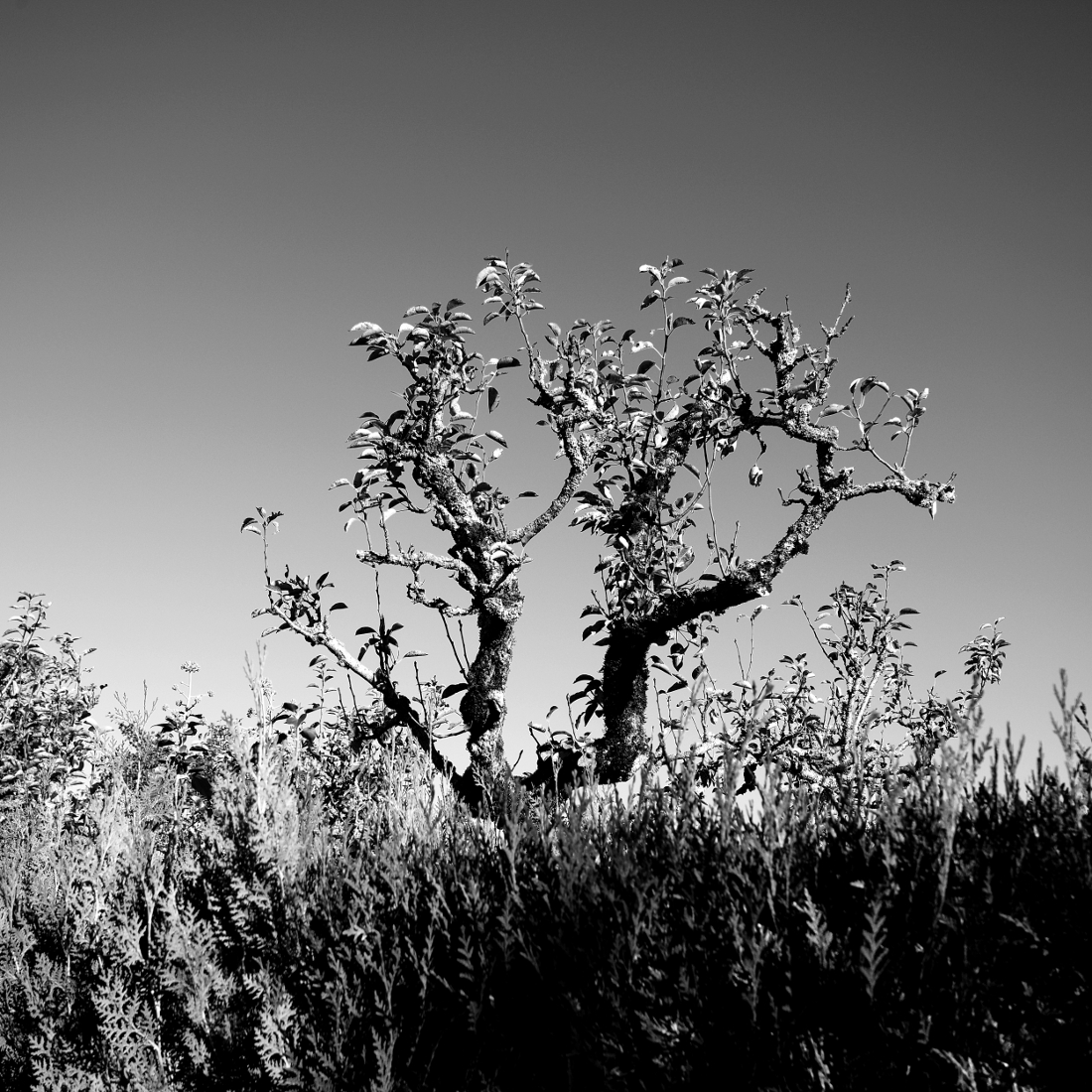 Les Causses de Quercy