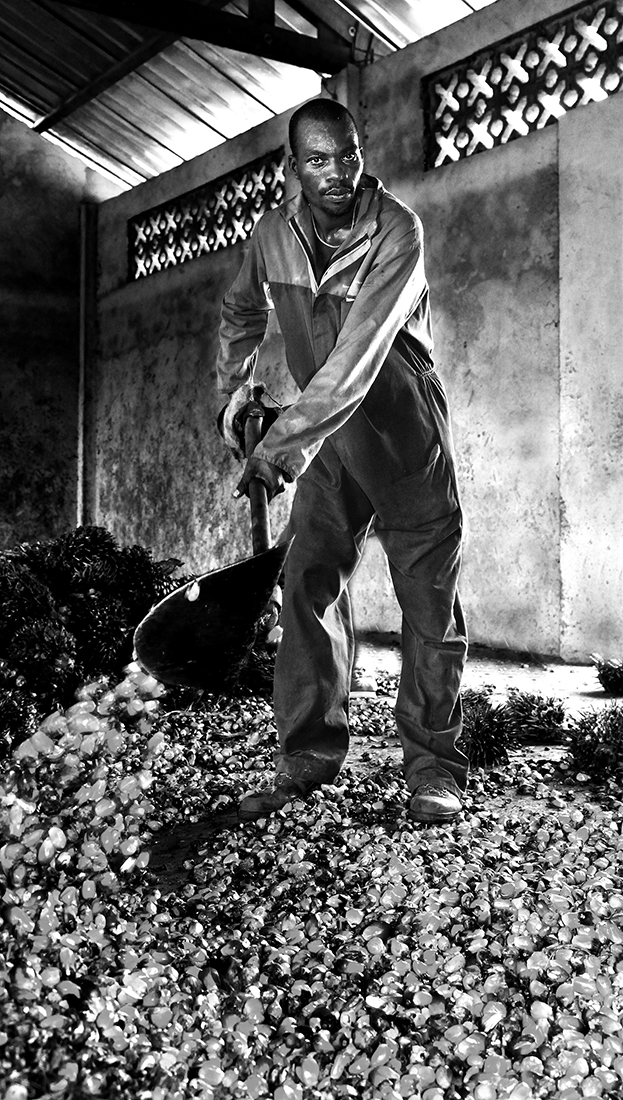 Palm oil production in the Central African Republic