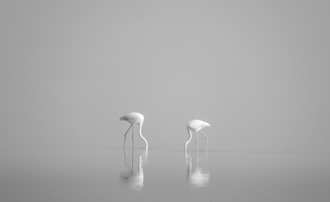 Flamingoes in the mist