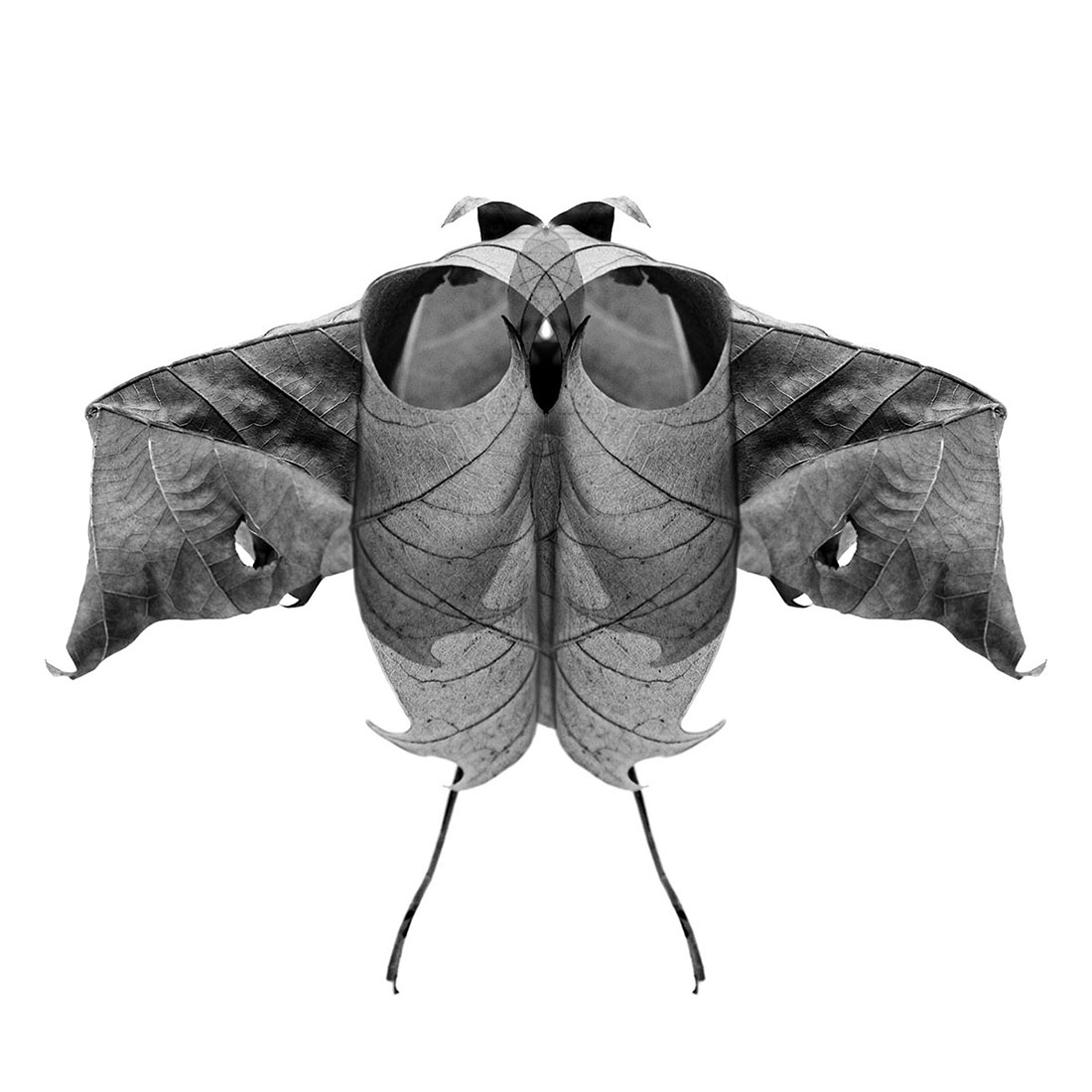 Cabinet of Curiosities 