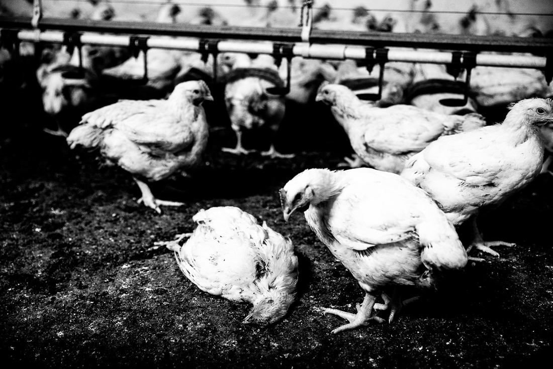 Live, eat, eat, eat,  eat, die.