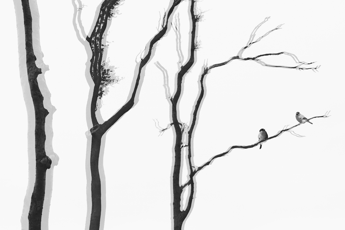 Bare abstract trees with different birds which lose their habitat