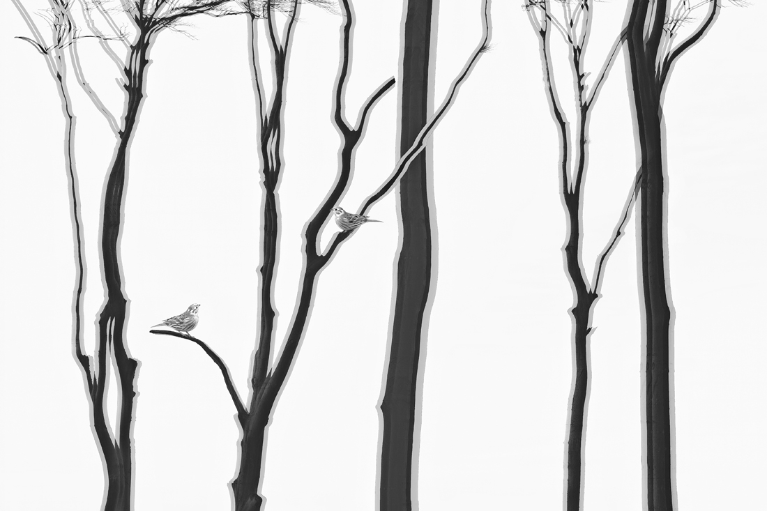 Bare abstract trees with different birds which lose their habitat