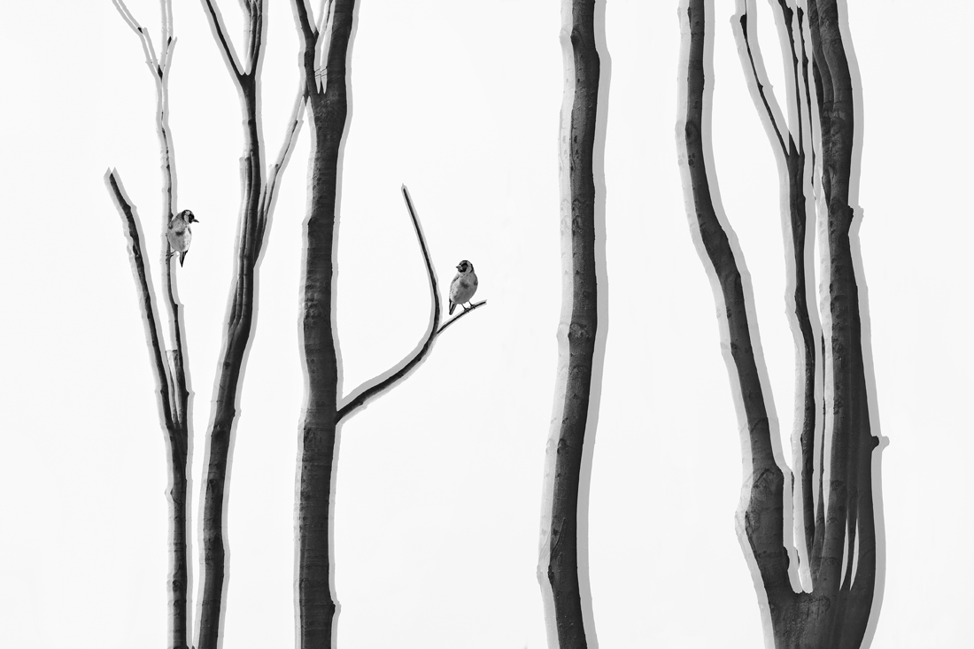 Bare abstract trees with different birds which lose their habitat