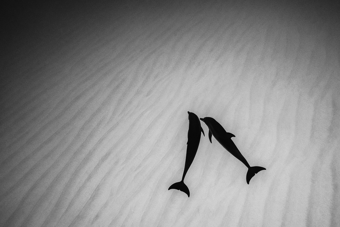 Dolphin Silhouettes