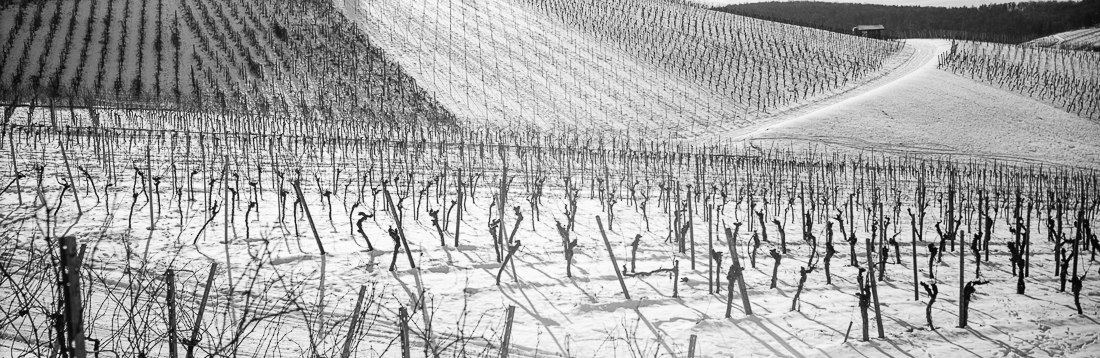 wineyards in panoramic 
