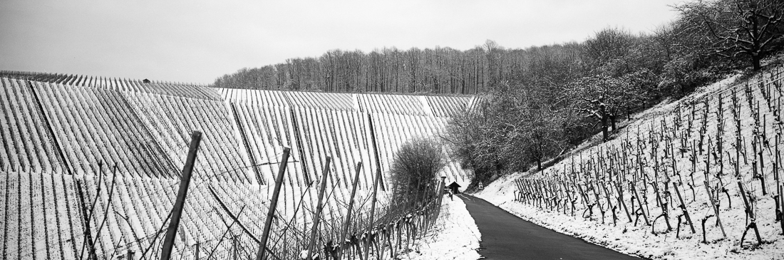 wineyards in panoramic 