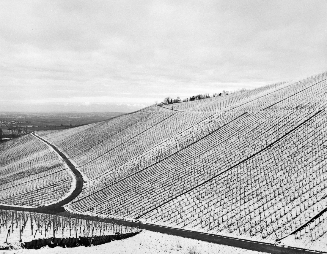 Wineyards and snow