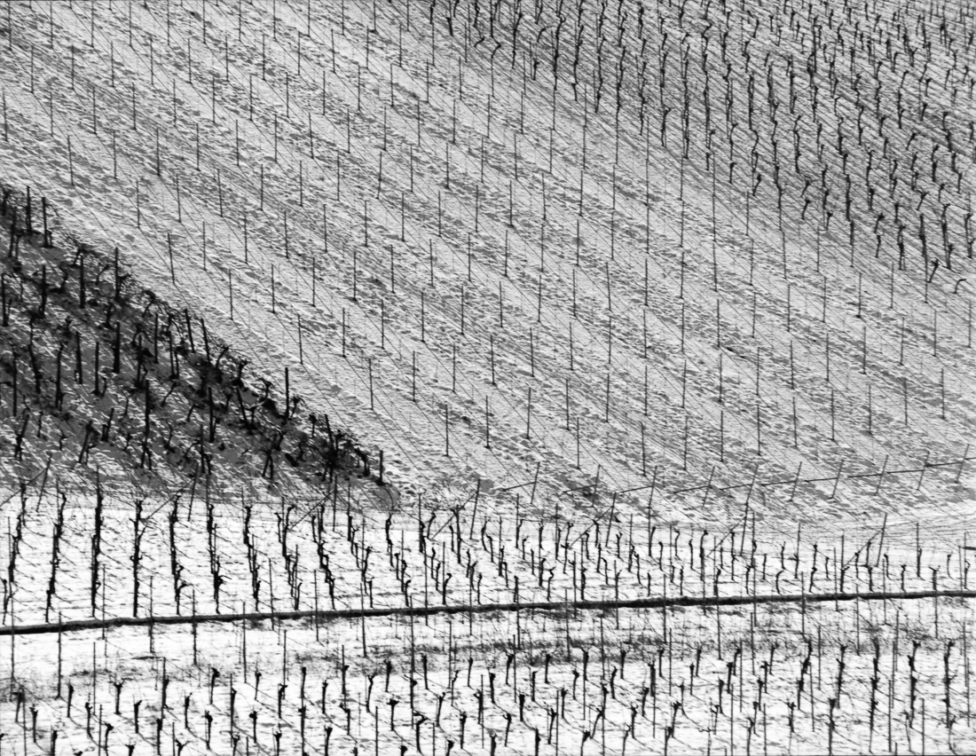 Wineyards and snow