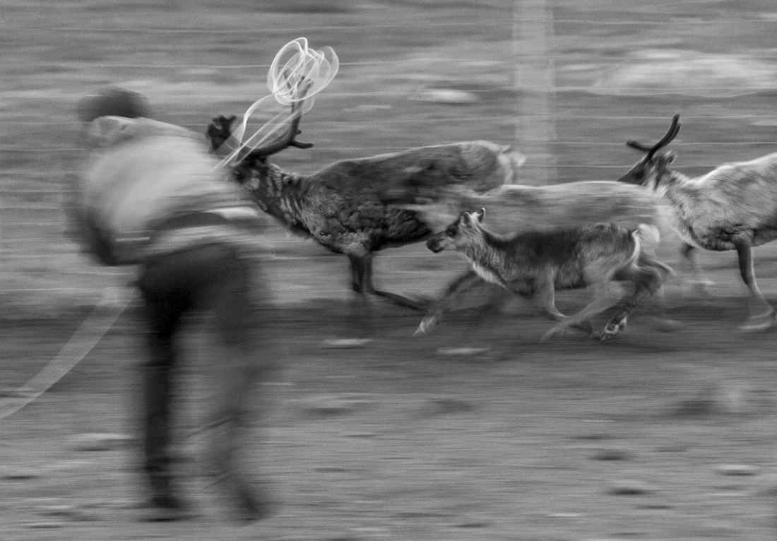 Reindeer calf branding in Swedish South Lapland