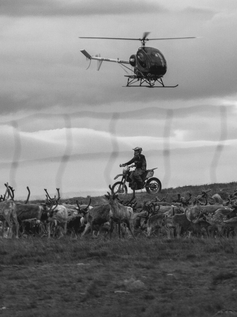 Reindeer calf branding in Swedish South Lapland