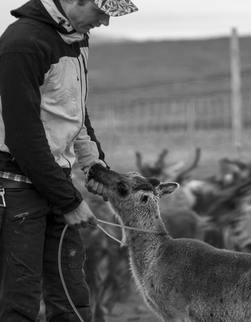 Reindeer calf branding in Swedish South Lapland