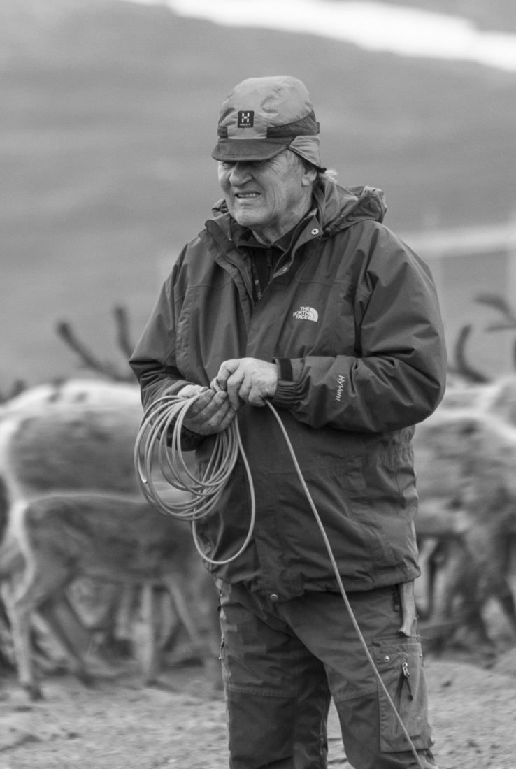 Reindeer calf branding in Swedish South Lapland