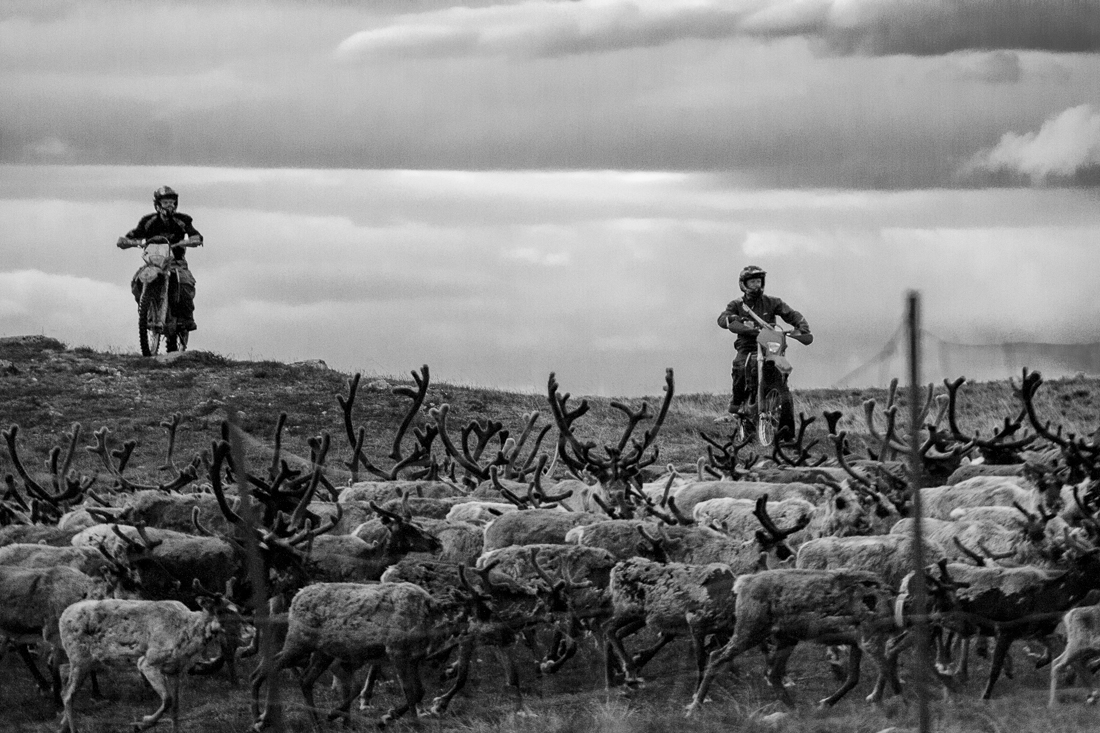Reindeer calf branding in Swedish South Lapland