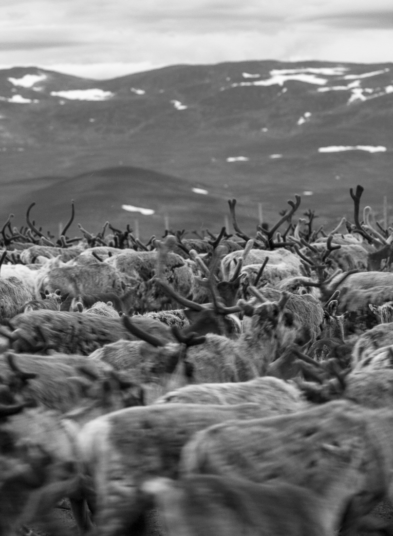 Reindeer calf branding in Swedish South Lapland