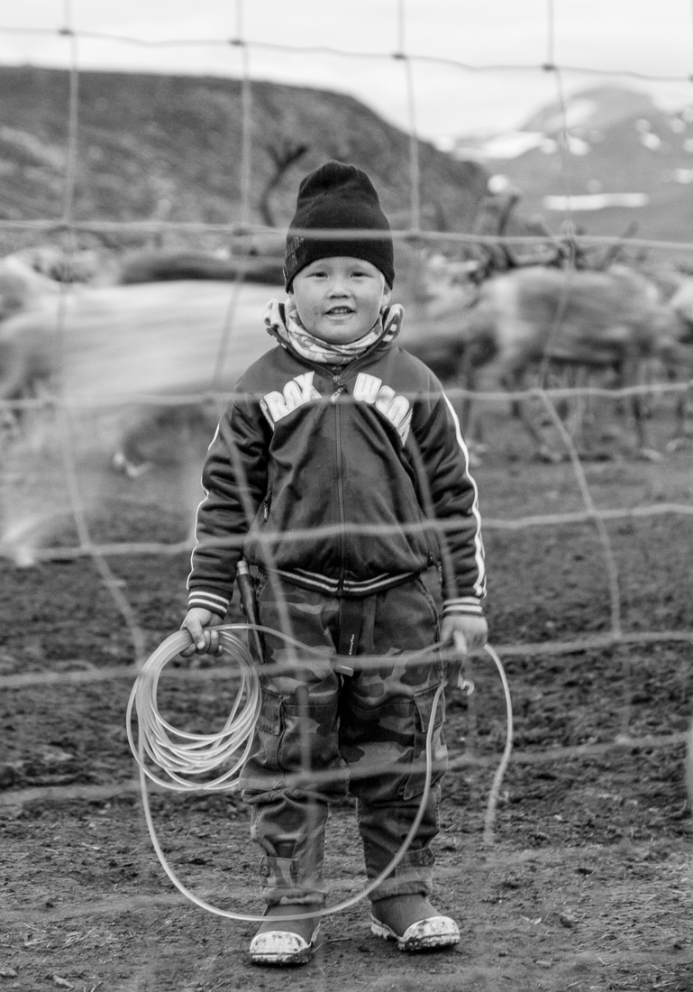 Reindeer calf branding in Swedish South Lapland