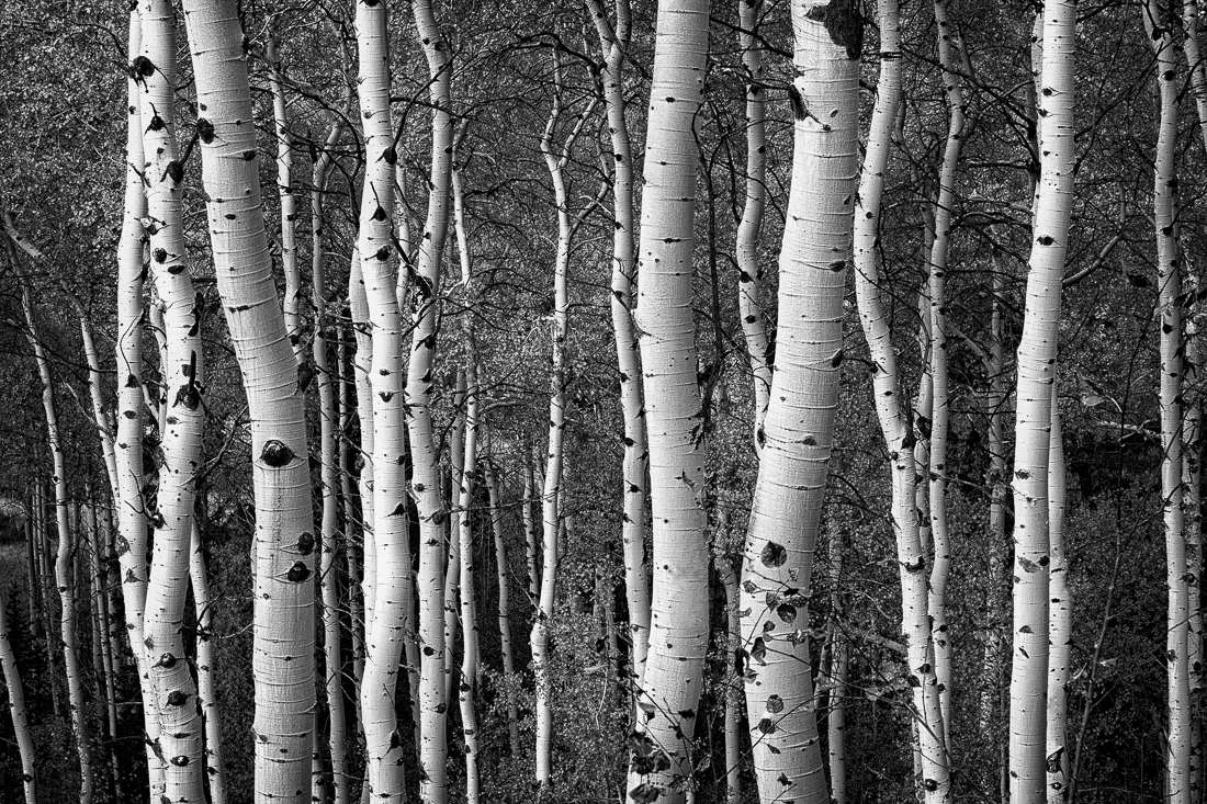 Elements of the American Landscape