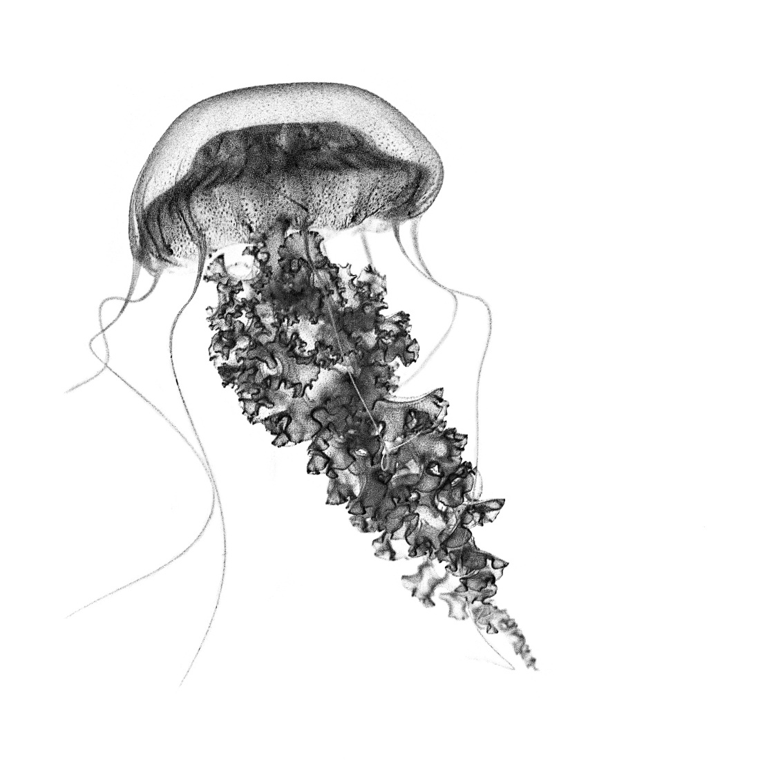 World of Jellyfish