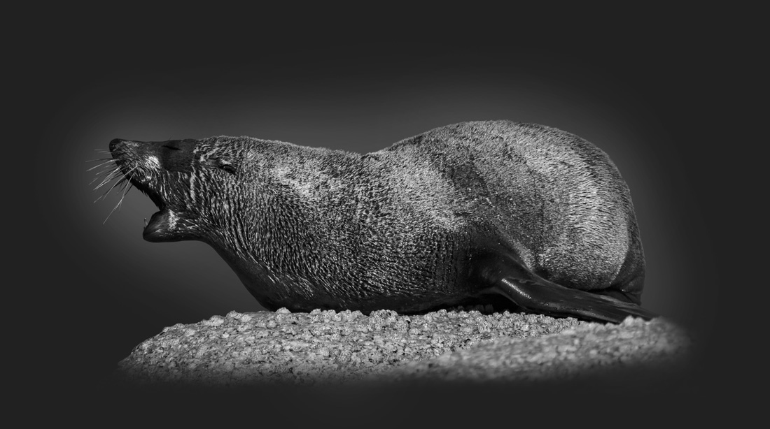 Tasmania Seals