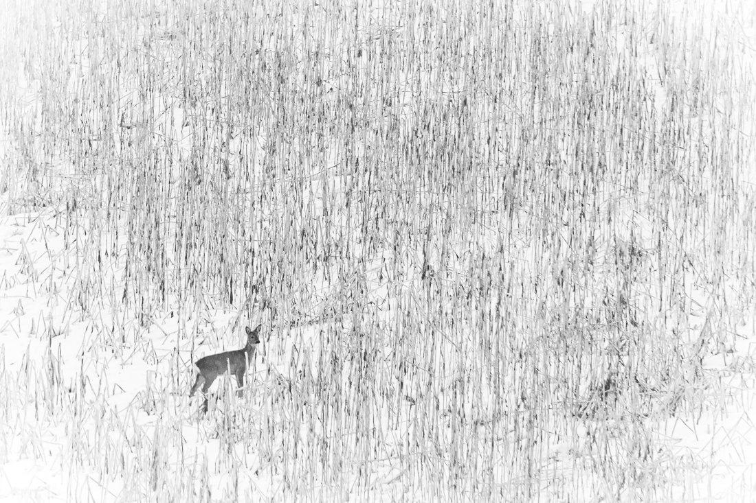 Deer in Grainfield
