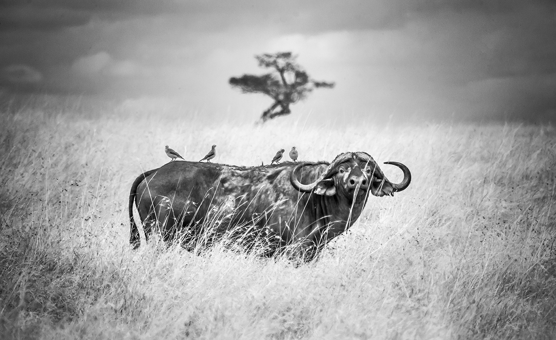 Infrared Masai Mara Wildlife