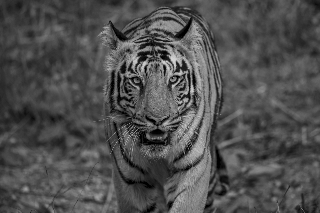 Tiger Portraits!