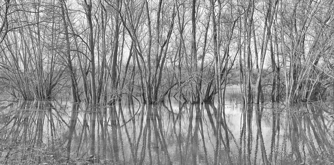 Flooded Trees