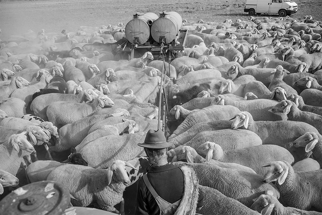 Nomadic Shepherd in Germany