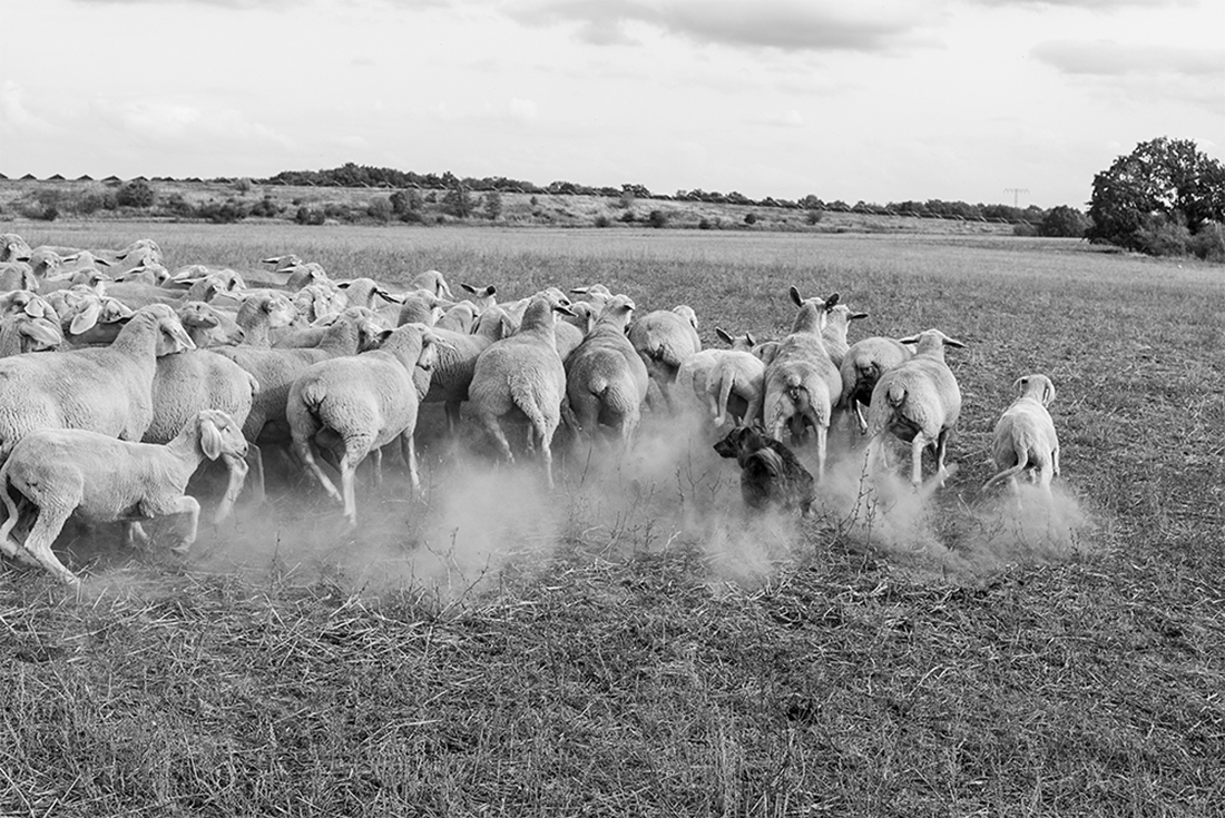 Nomadic Shepherd in Germany