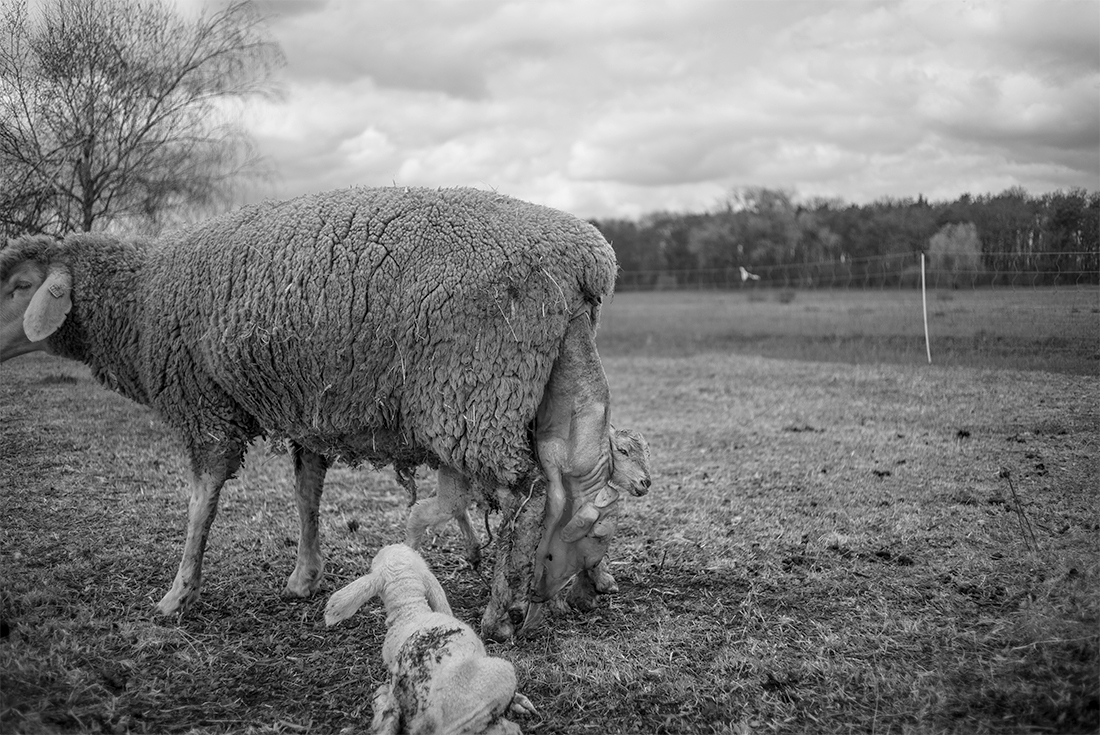 Nomadic Shepherd in Germany