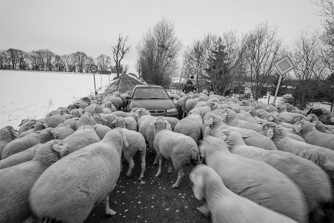 Nomadic Shepherd in Germany