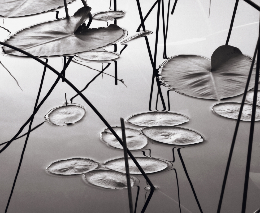 Lily Pads and Reeds, Dusk.