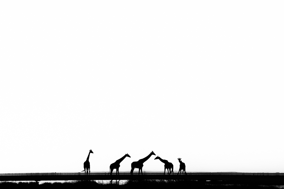 Giraffes of Amboseli NP, Kenya