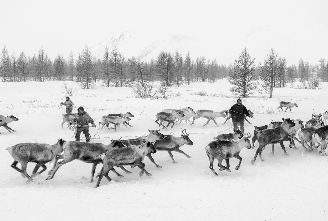 Nenets, The Reindeer Herders. The last nomads of the Arctic