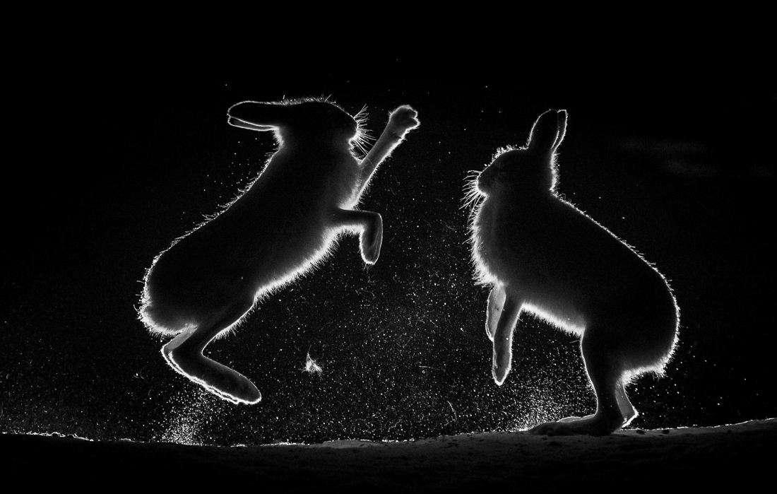 Mountain Hare Fight