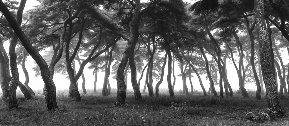 Snow,  fog, pine tree.