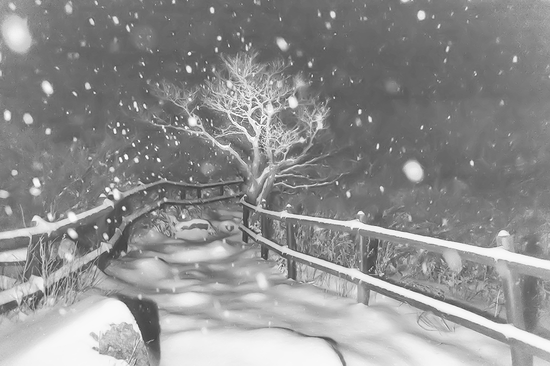 Snow,  fog, pine tree.