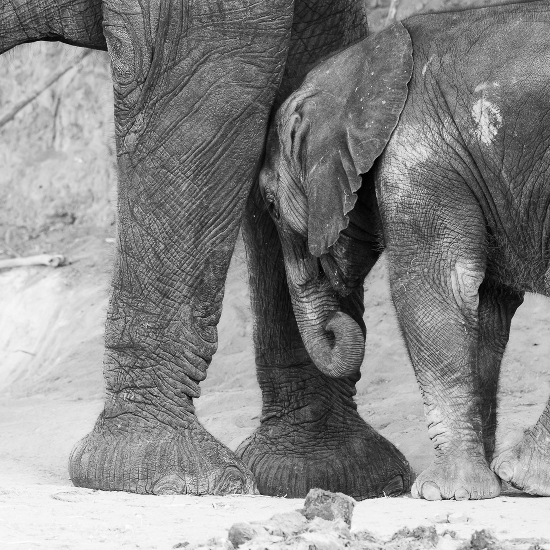 If I was a baby elephant