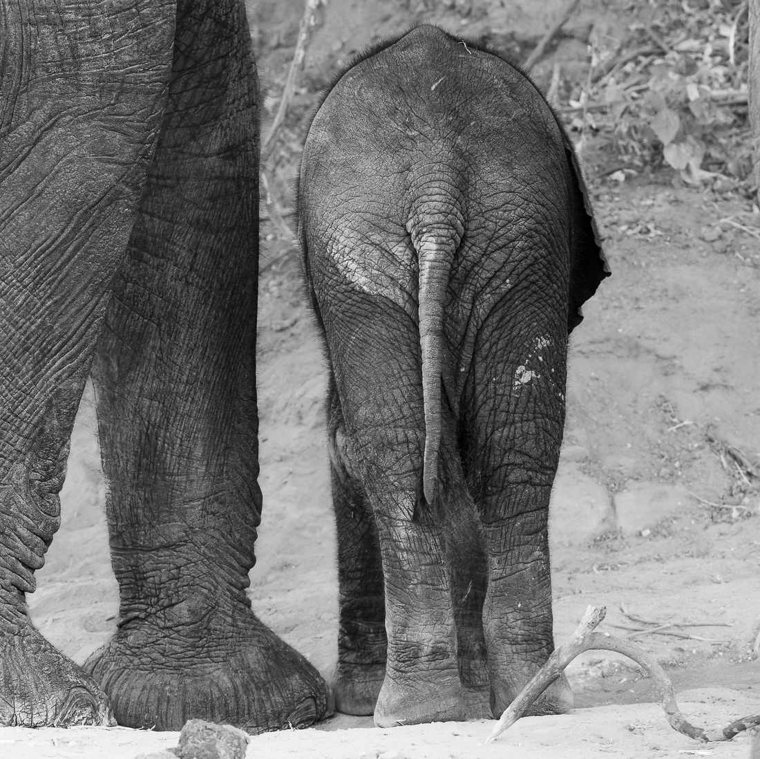 If I was a baby elephant