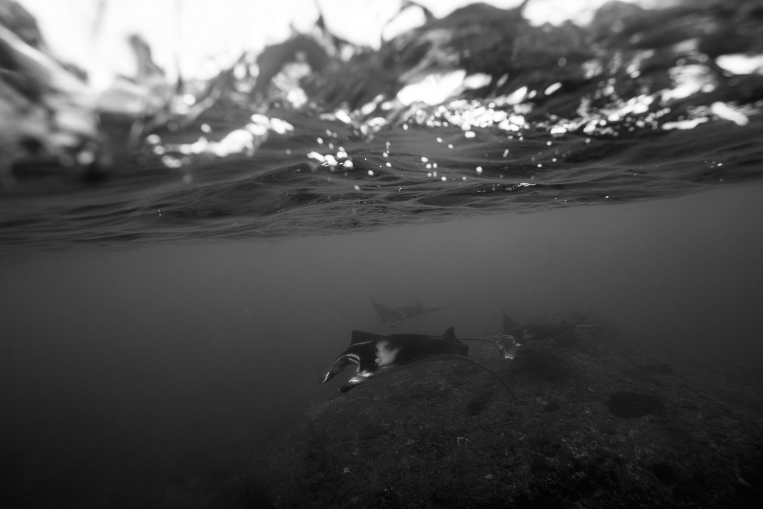 Elegant dance with Manta rays