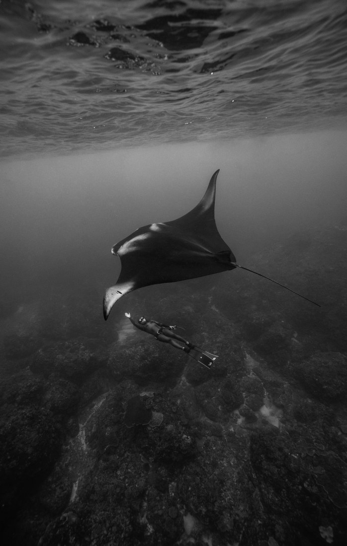 Elegant dance with Manta rays