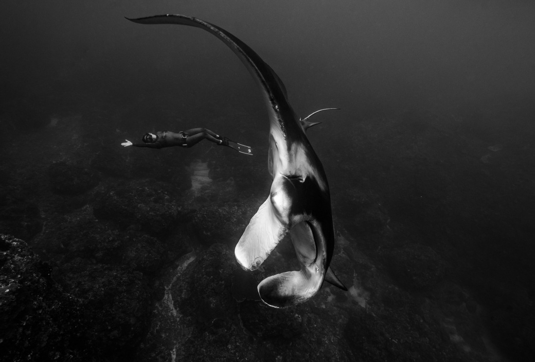 Elegant dance with Manta rays