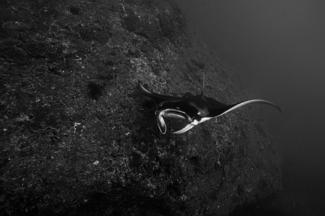 Elegant dance with Manta rays