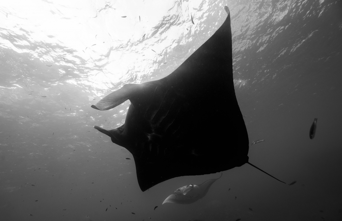 Elegant dance with Manta rays