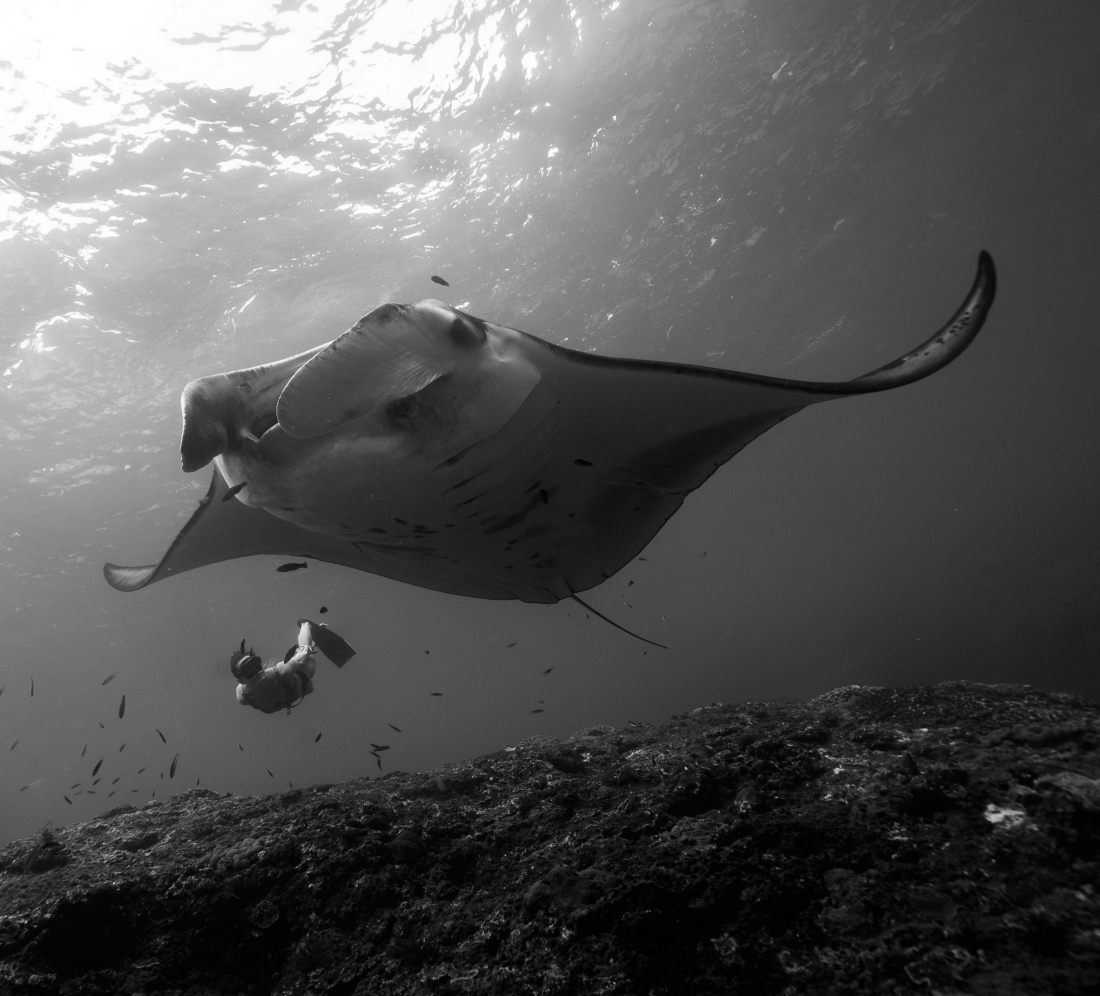 Elegant dance with Manta rays
