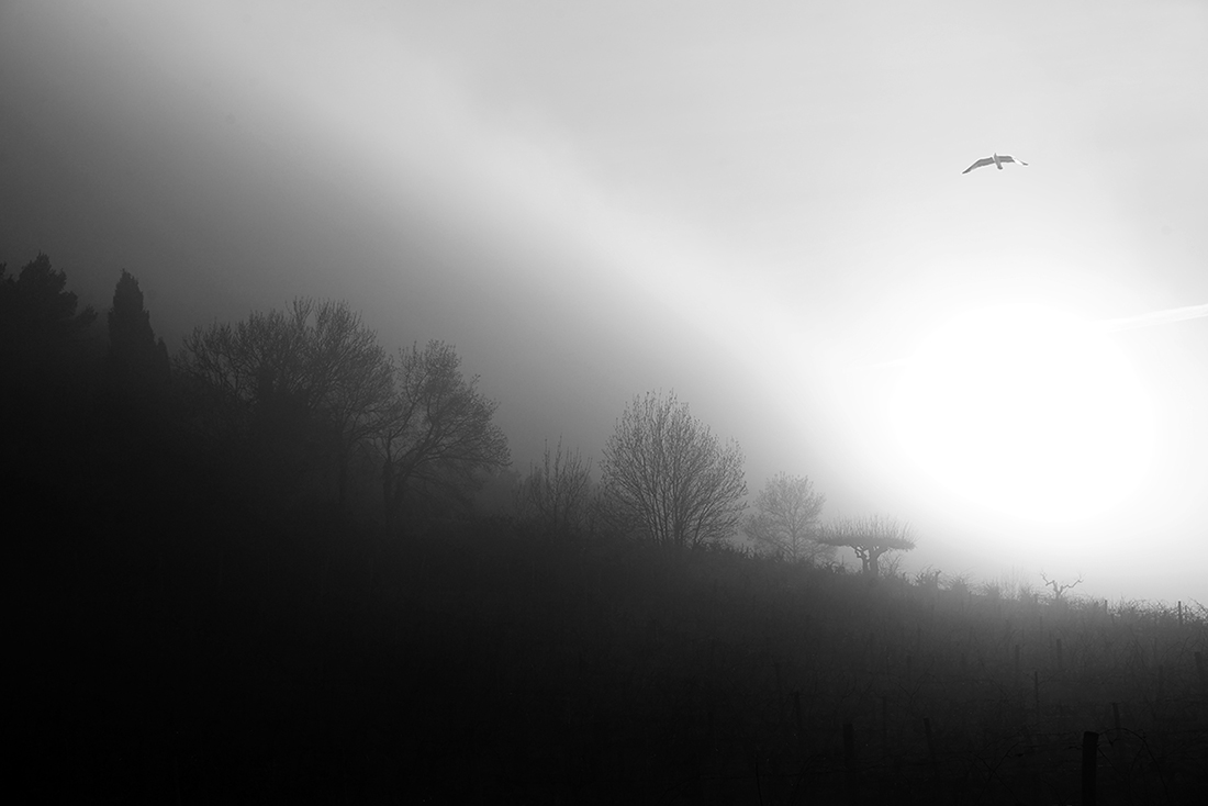 Fog